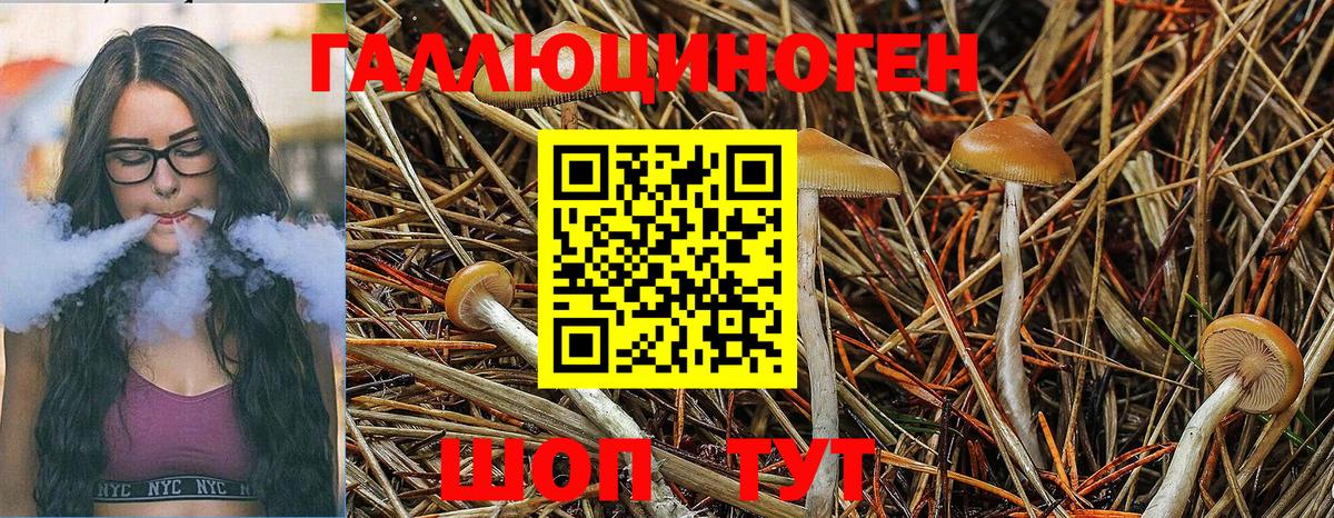 Галлюциногенные грибы Cubensis  Псилоцибиновые грибы GOLDEN TEACHER  Вход с VPN  Евпатория 